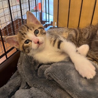 ベビちゃんから産まれた　バニラくん！