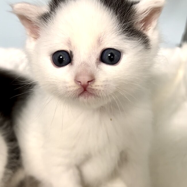 cat nannyのカバー写真