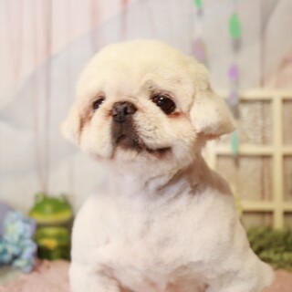 愛くるしいお顔のペキ「結絆-ゆき」