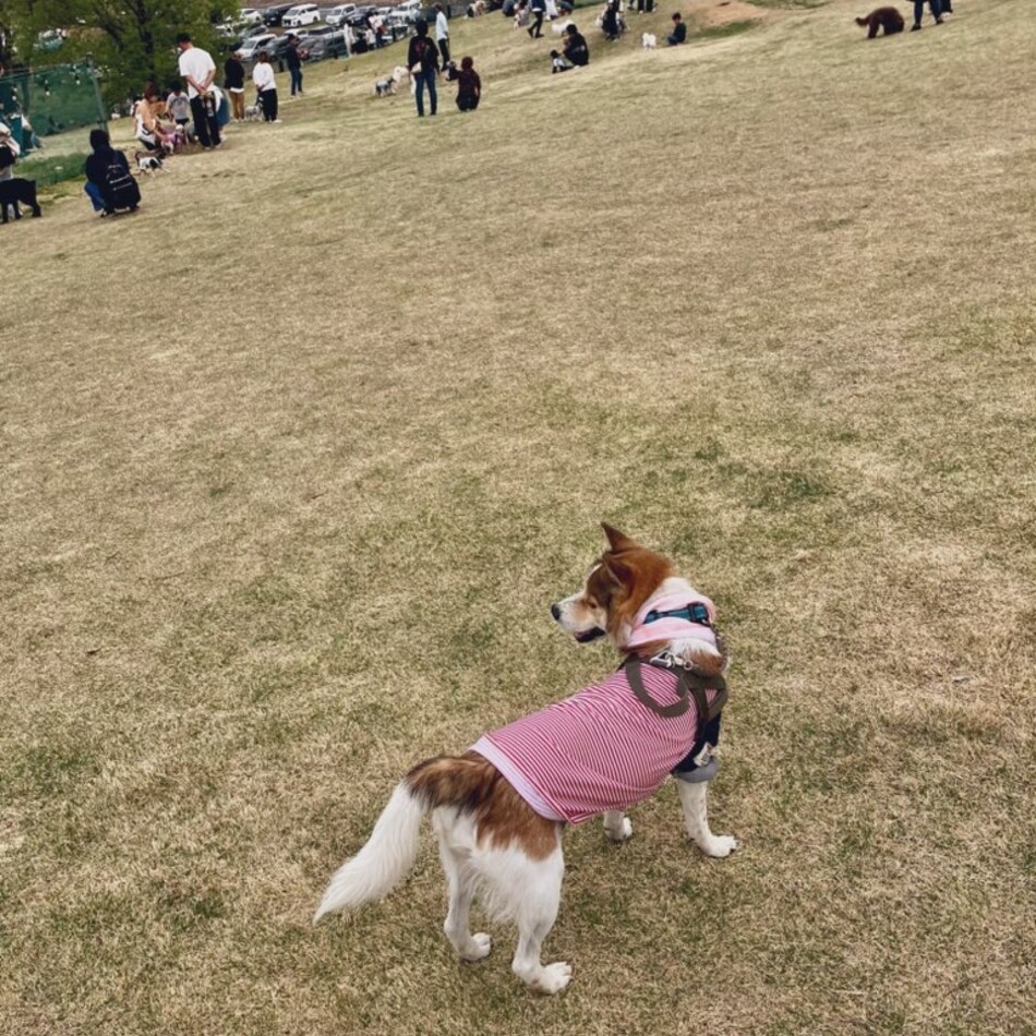 ちっぷのカバー写真