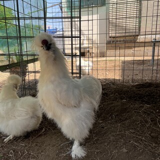 白烏骨鶏オス、黒烏骨鶏メス　ペア