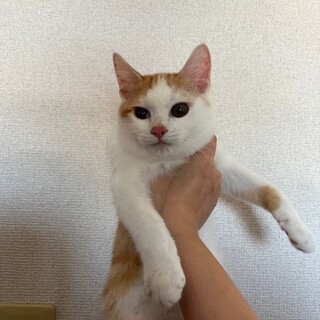 遊ぶのダイスキ！シナノゴールドちゃん