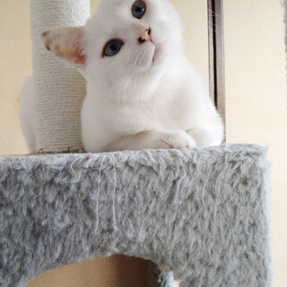 天然系★おしゃべり白猫