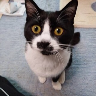 構ってビーム強めなちょび君