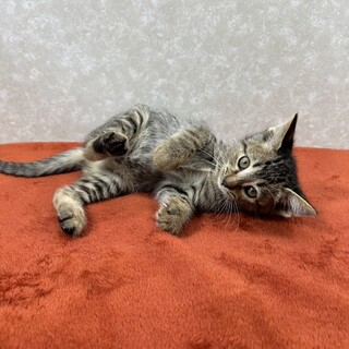 抱くと力を抜いて甘えてきます！人が大好き❤ハヤテ