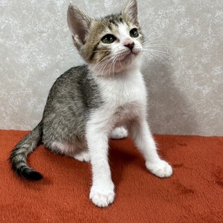 初めての譲渡会★抱っこも人も大好きな甘えっ子❤澪