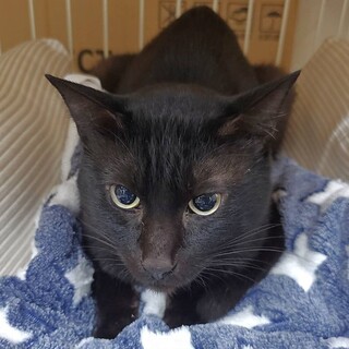 クロベェ：とっても穏やか男子