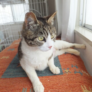 Wキャリアの猫ちゃんです。