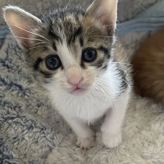 5/26譲渡会 三毛の女の子　1か月　うた