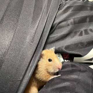 ハムスター里親募集しております