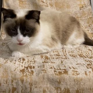 猫エイズは人にうつらにゃい(=^x^=)