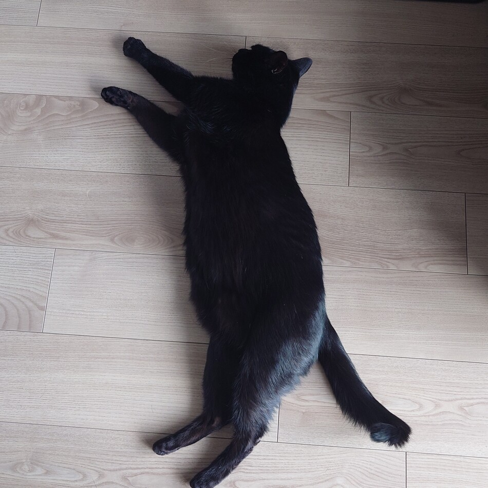 リオのカバー写真