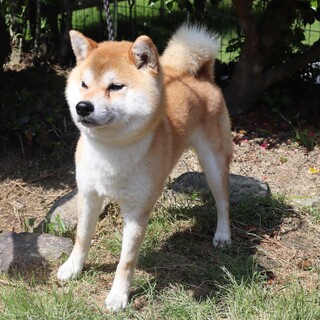 とてもフレンドリーな　イケメンの男の子です。