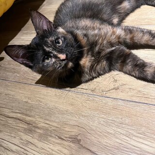 優しいおっとりしている　きんとんちゃん！