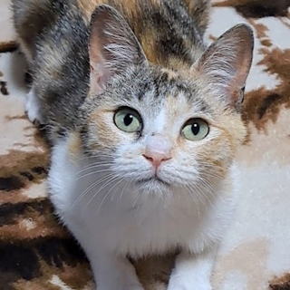 三毛猫つくしちゃん