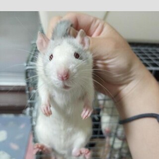 ファンシーラット女の子