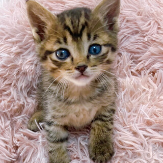 おめめクリクリあざと可愛い男子1ヶ月