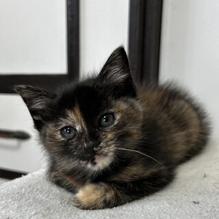 りょうちゃんと一緒に里親様が決まりました☆彡