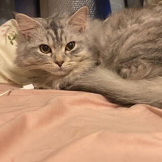 2歳になる猫の里親を探しています。