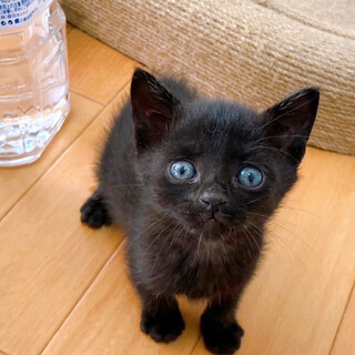 器量性格元気3拍子揃ったボーイ！約1ヶ月