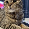 血統書付の可愛いスコティッシュフォールドくんです！ サムネイル4