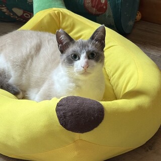 グリーンの瞳が輝くロンくん　母猫と募集