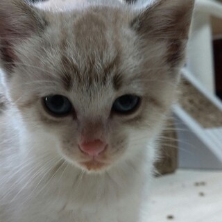 綺麗な模様のしろトラちゃん