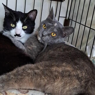 可愛いハチワレ君&綺麗なサビ猫ちゃんの里親様募集