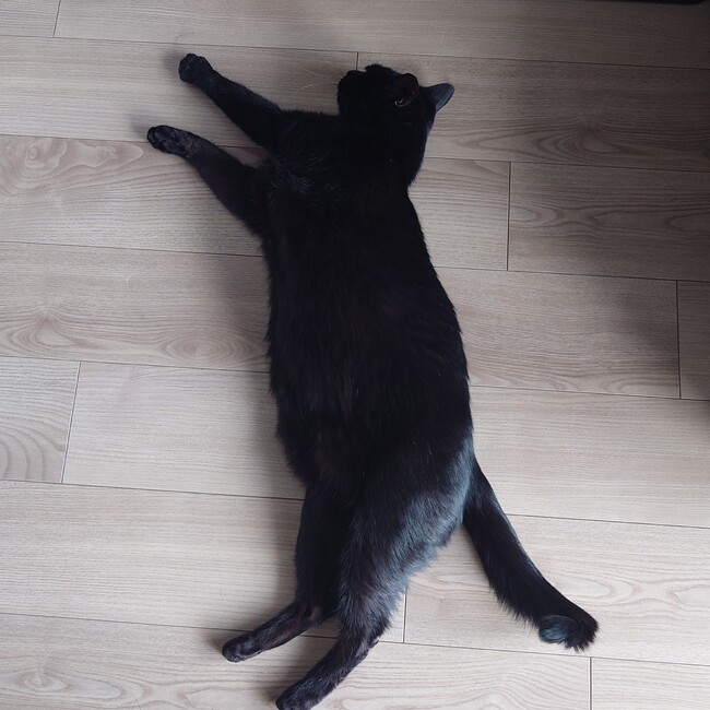 ジンたそのカバー写真