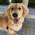 ゴールデンレトリバー1歳の女の子です