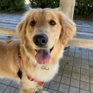 ゴールデンレトリバー1歳の女の子です