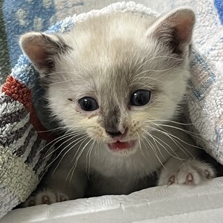 カワイイ子猫里親募集