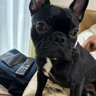 愛嬌たっぷり！1歳のフレンチブルドックの男の子⭐︎