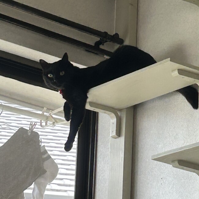 hk_fishのカバー写真