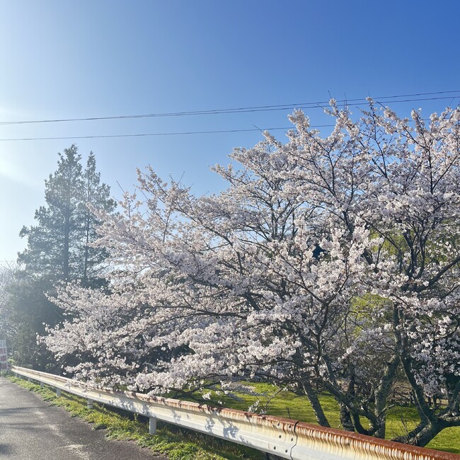 さかfのカバー写真