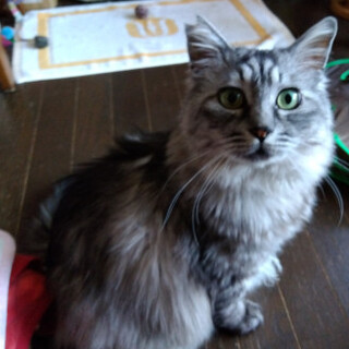 優しい甘えん坊のおデブな毛長サバトラ君