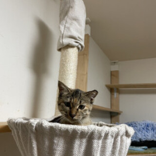 わらキジ甘えん坊ちゃん