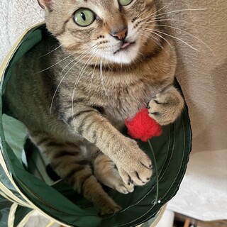 人懐こく甘えん坊行動的なキジトラ女子