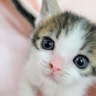 子猫の家族を探しています