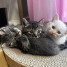 人懐っこく元気な5きょうだいの白い子猫ちゃん① サムネイル3