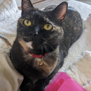 丸いお顔が可愛いサビ猫のマーブルさん推定3歳