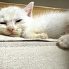 人懐っこく元気な白い子猫ちゃん② サムネイル3