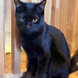 遊ぶの大好き！ブランくん