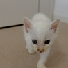 人懐っこく元気な5きょうだいの白い子猫ちゃん① サムネイル2