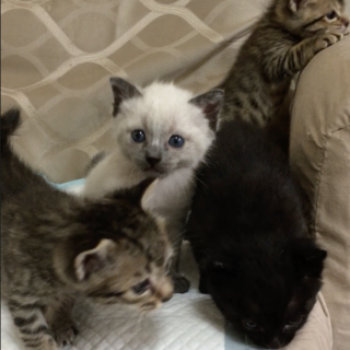 生後２ヶ月　キジ猫姉妹一緒に迎えてやってください。