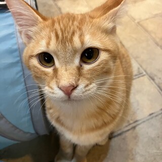 デレデレ茶トラ　クリスくん