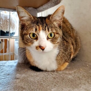 【5/19譲渡会】FIVキャリアのきなこちゃん