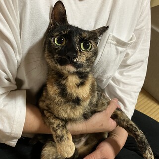 【5/19譲渡会】多頭飼育崩壊レスキューのせつ