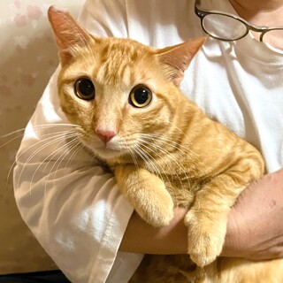 【5/19譲渡会】多頭飼育崩壊レスキューのネネ