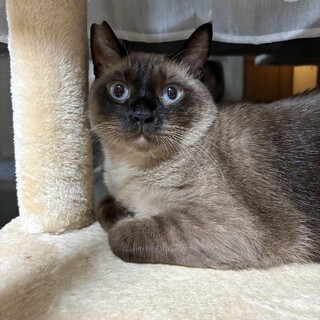 【5/19譲渡会】2匹一緒にタヌ吉くん